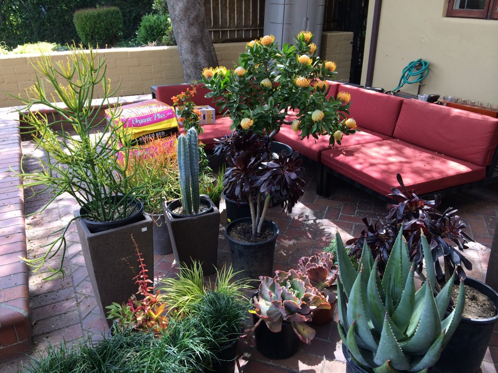 We went with a succulent garden, perfect for this dramatic area.